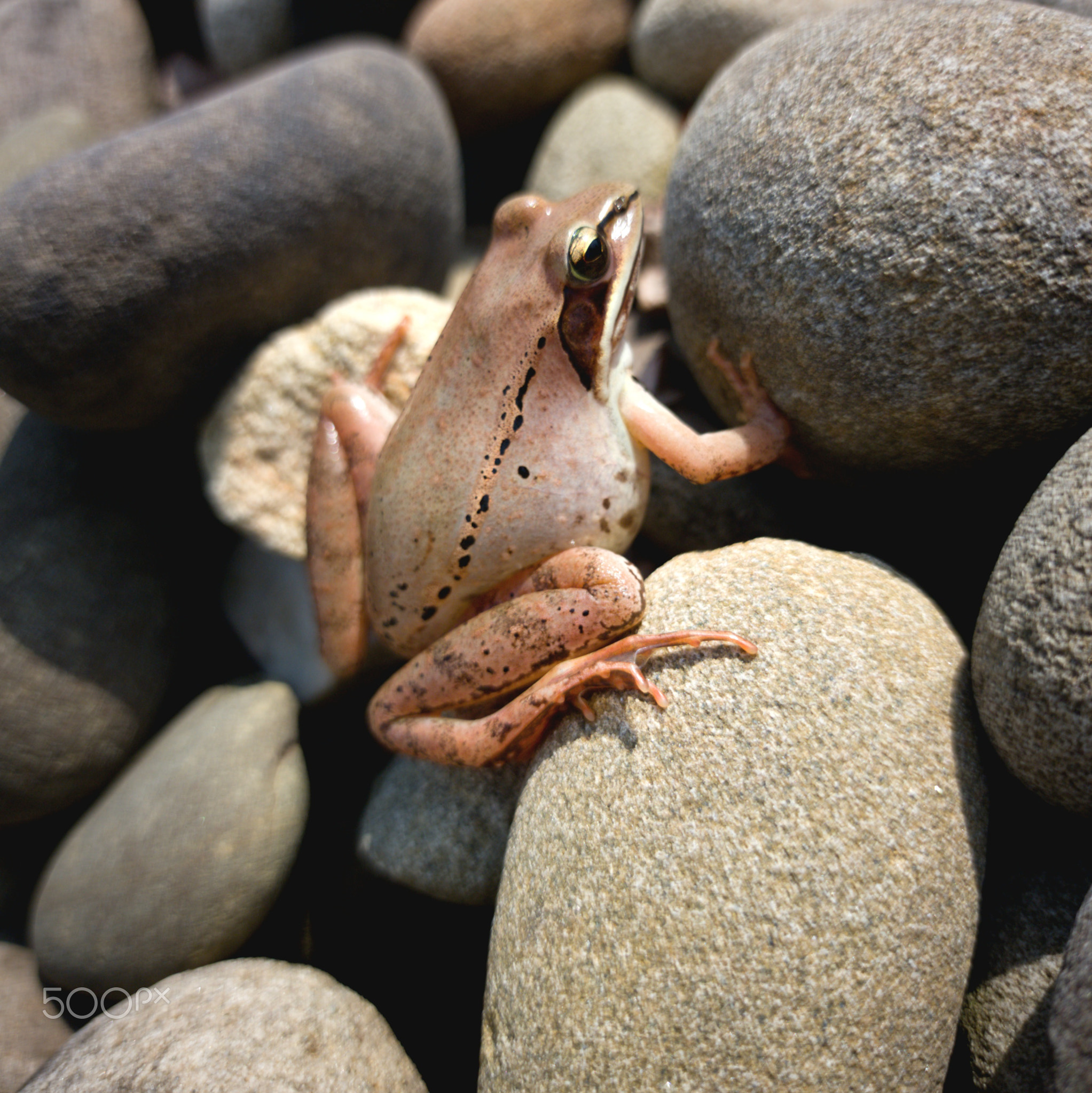 wood frog