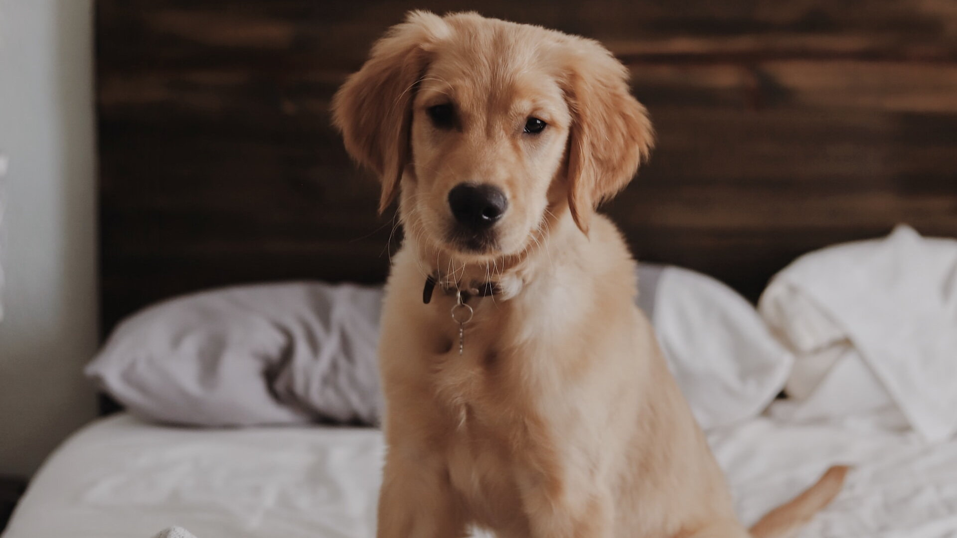 Dog Friendly Hotel