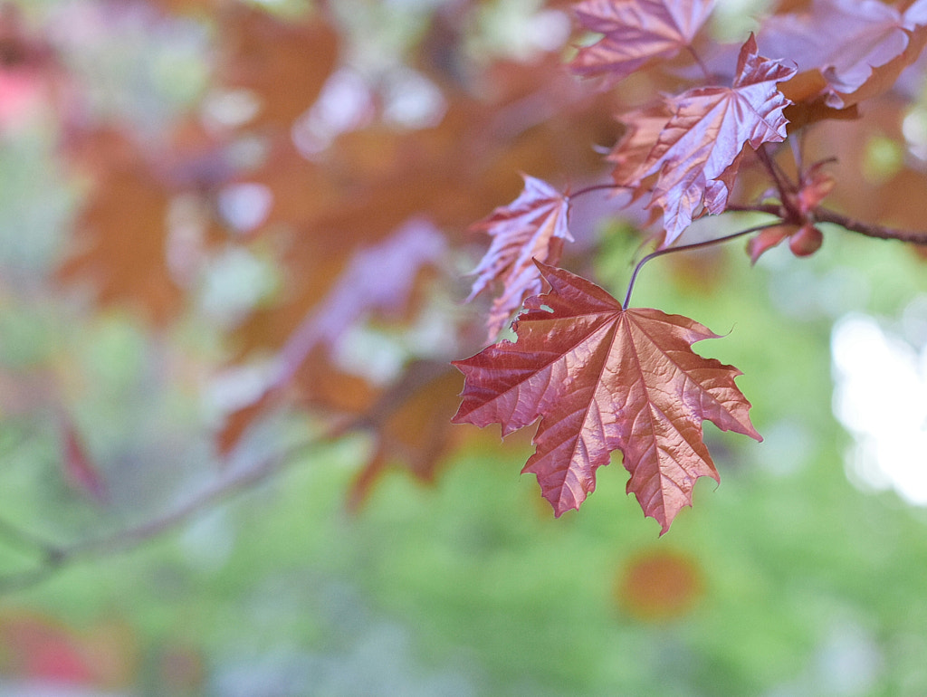 Acer.jpeg by Ehsan Dav on 500px.com