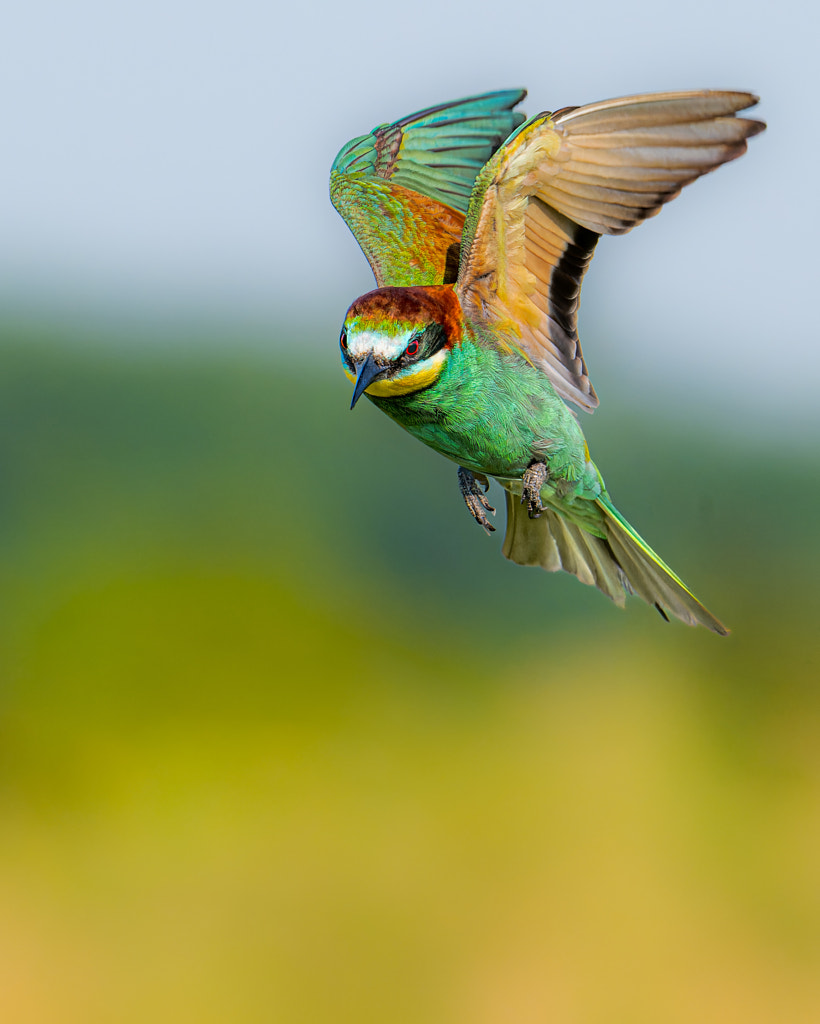 high-flight-by-ruzhdi-ibrahimi-500px