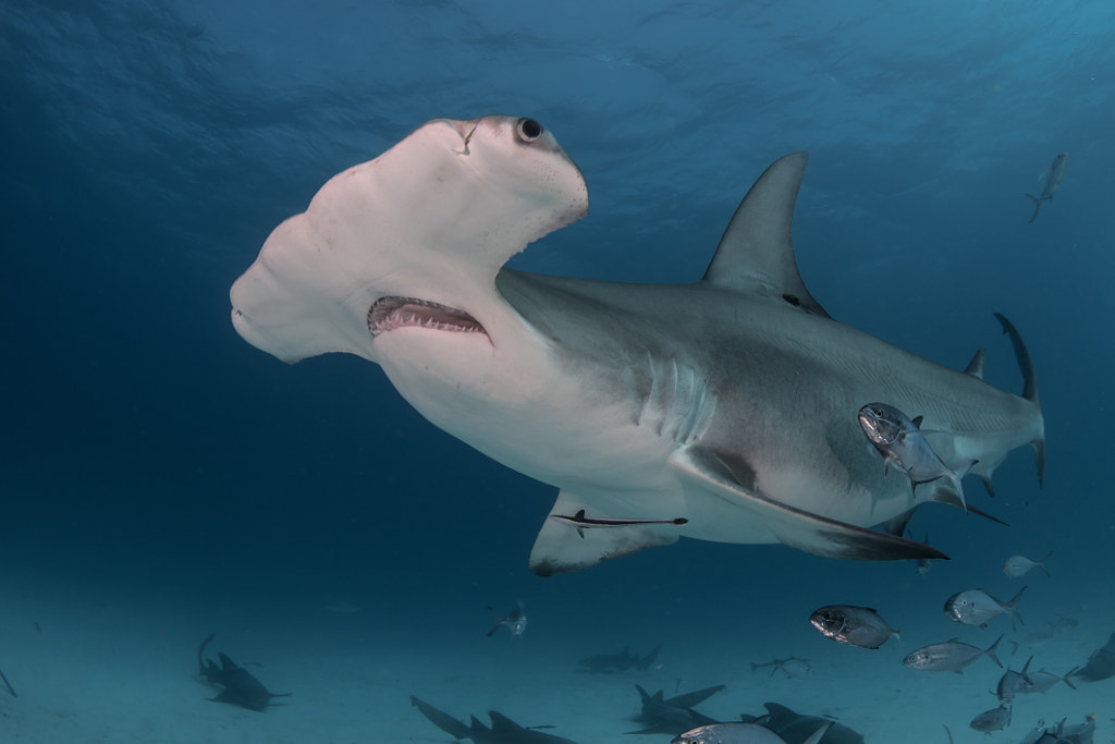 Great Hammerhead by Kadu Pinheiro on 500px.com