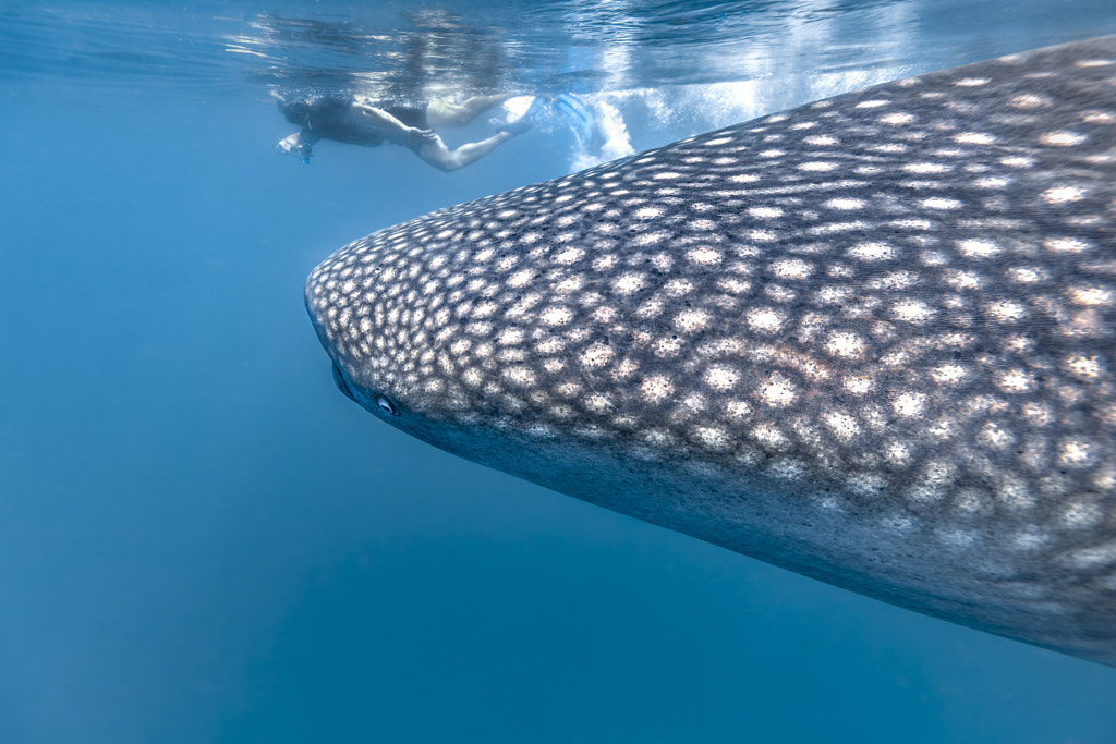 Whale shark - Requin baleine (Rhincodon typus) by Vincent Pommeyrol on 500px.com