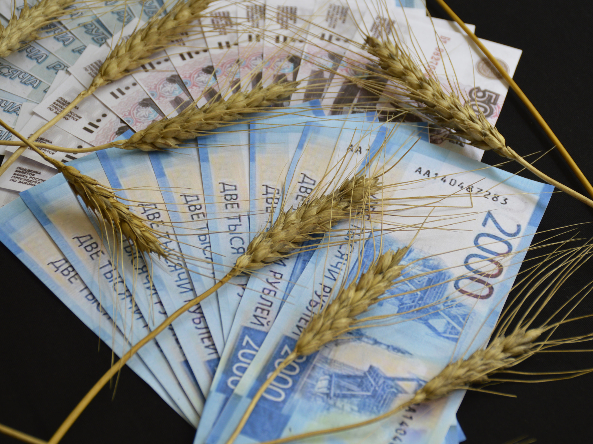 ears of wheat of black color on a fan of Russian rubles on a black background