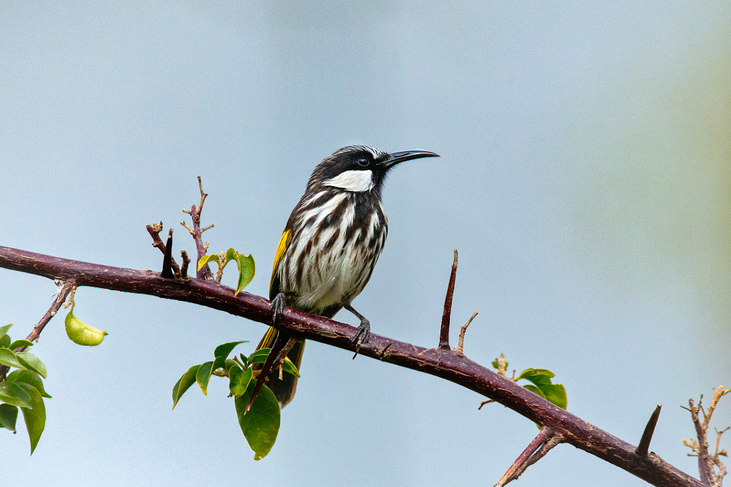 Bandin by Paul Amyes on 500px.com