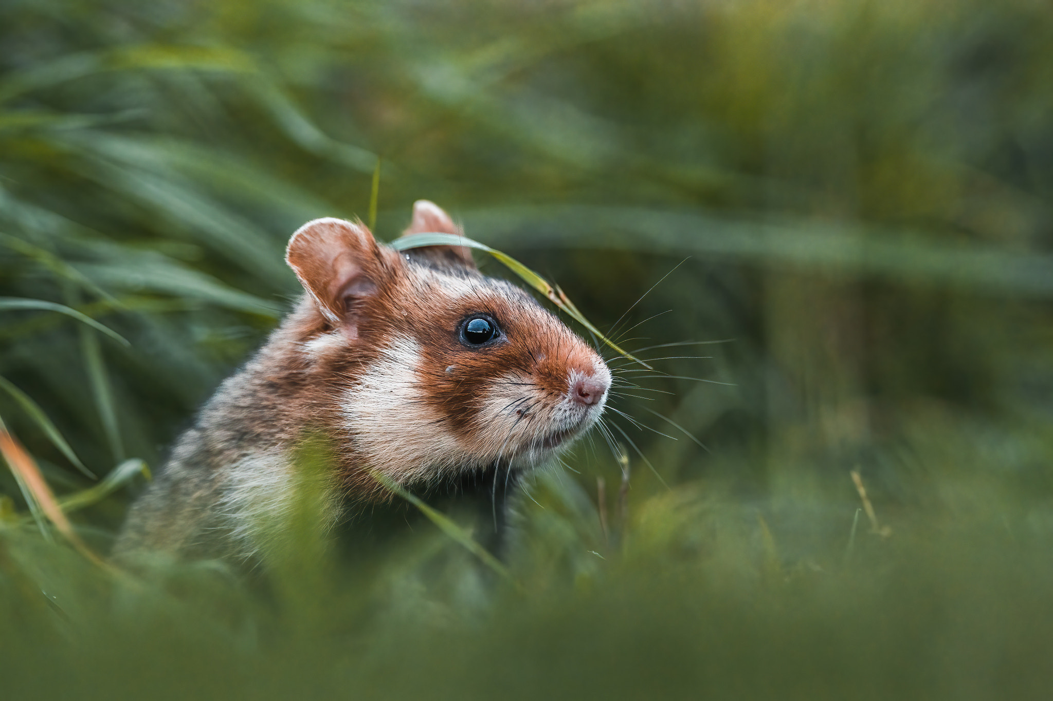 Hiding between grasses by Lea Milde on 500px.com