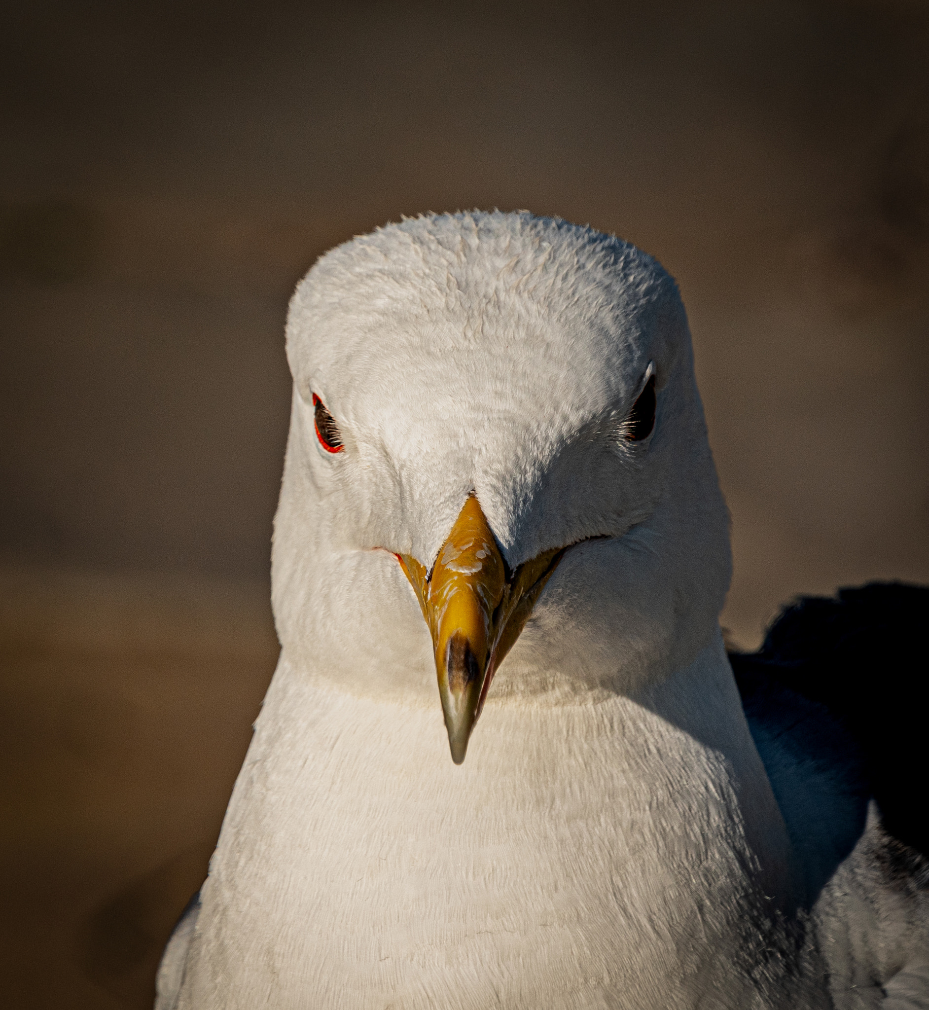 Close-up of seagull