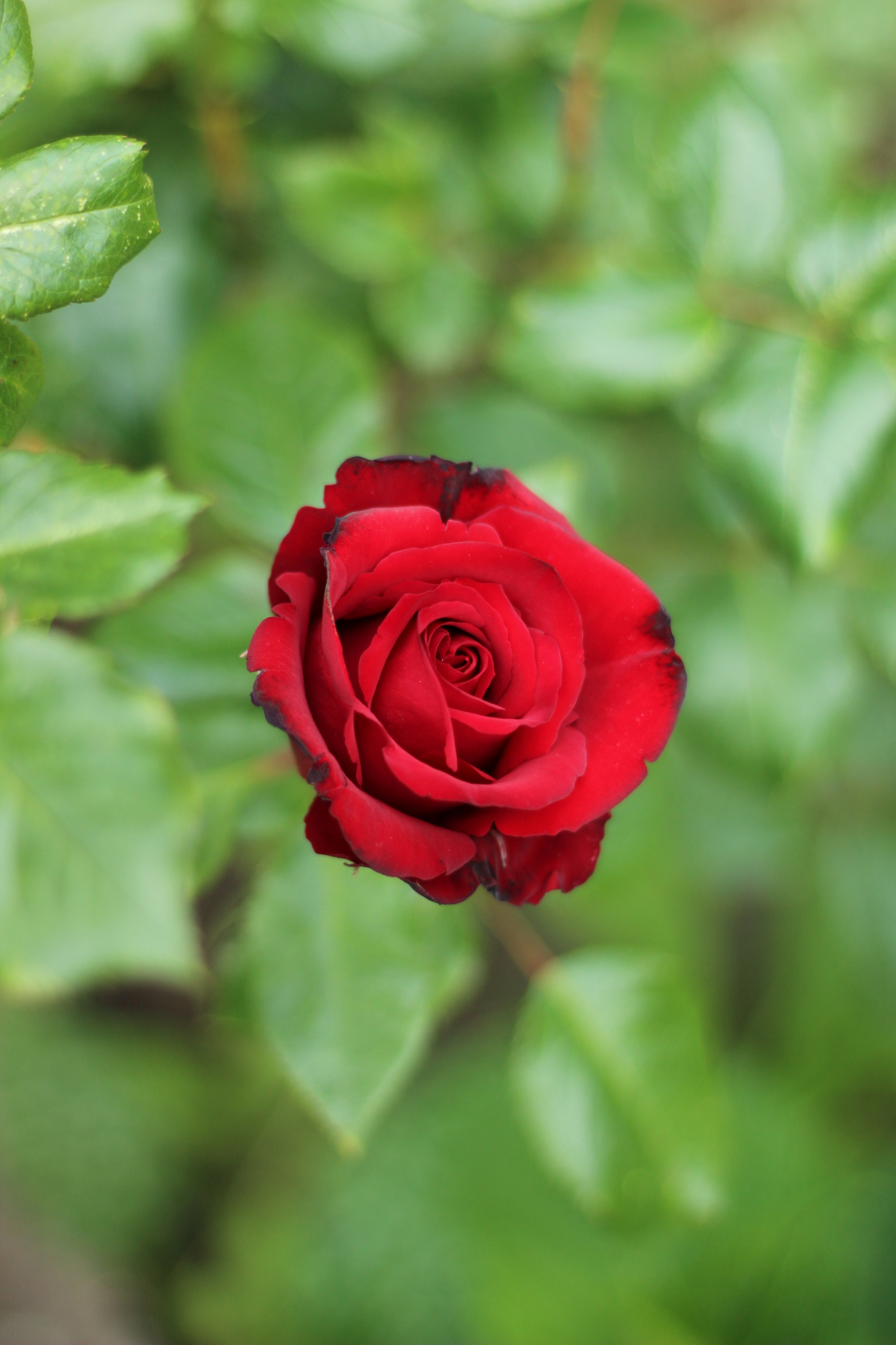 Kwiat czerwonej róży IMG_2705