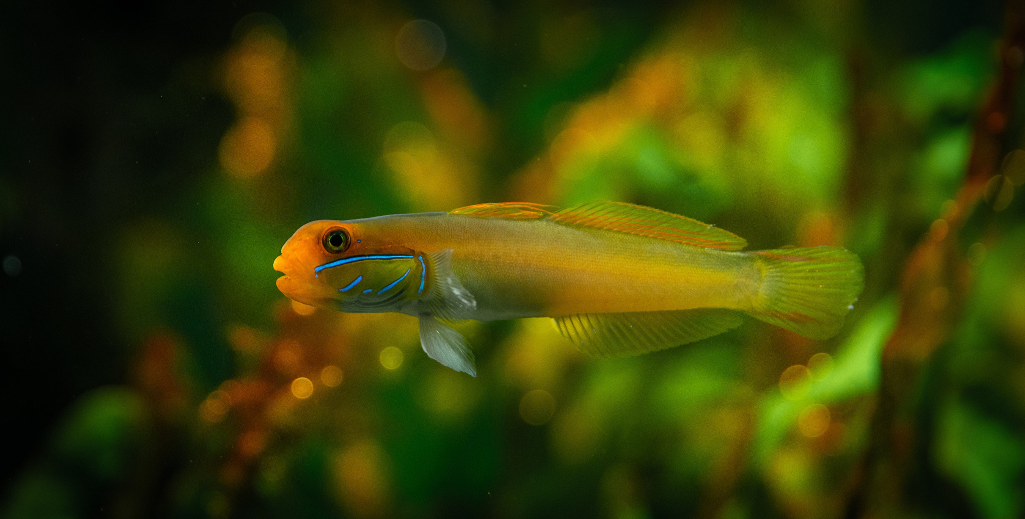 Sifting Through the Options: A Comprehensive Guide to Choosing the Perfect Aquarium Substrate