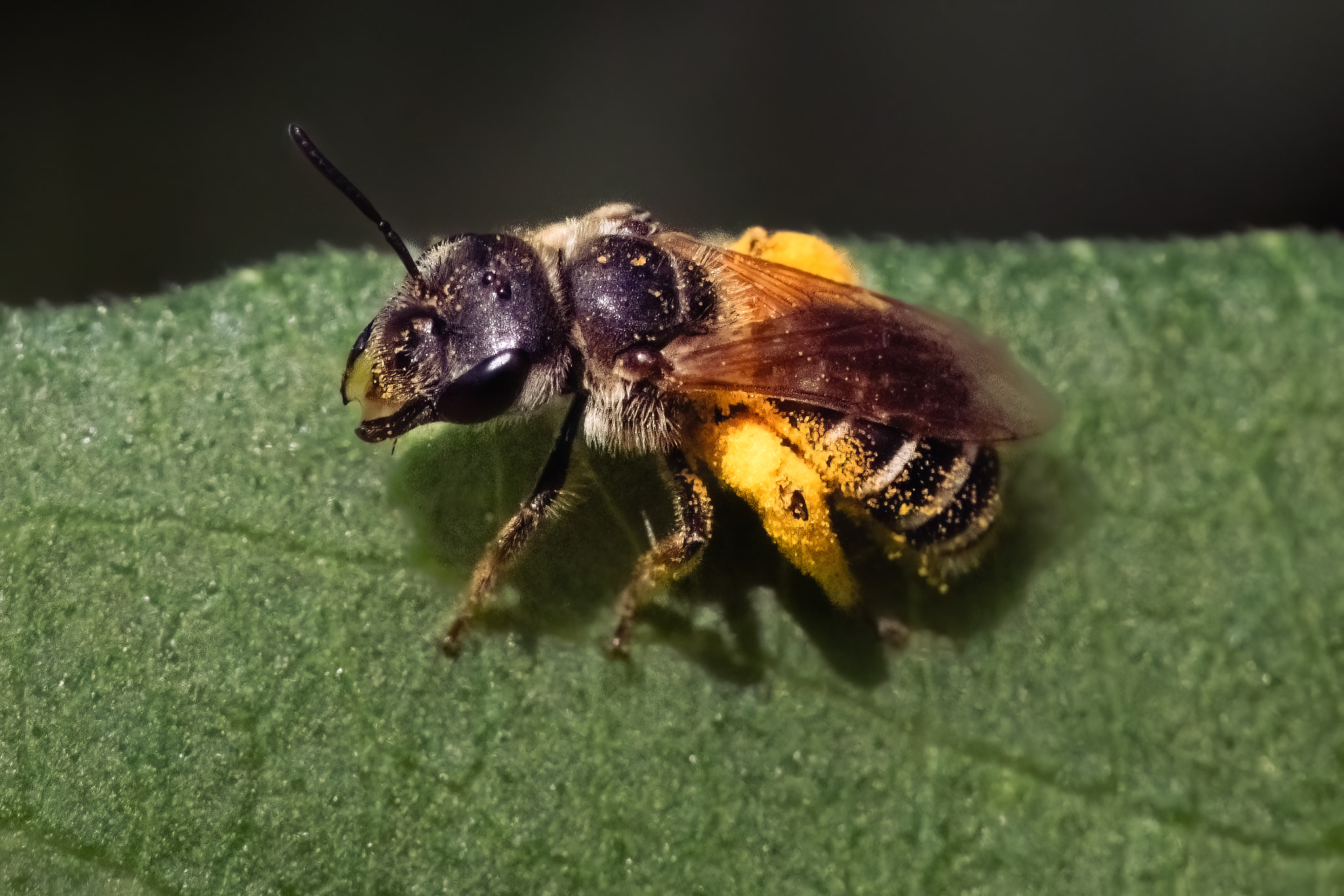 A female Halictus sweat bee concentrating nectar with its mouthparts