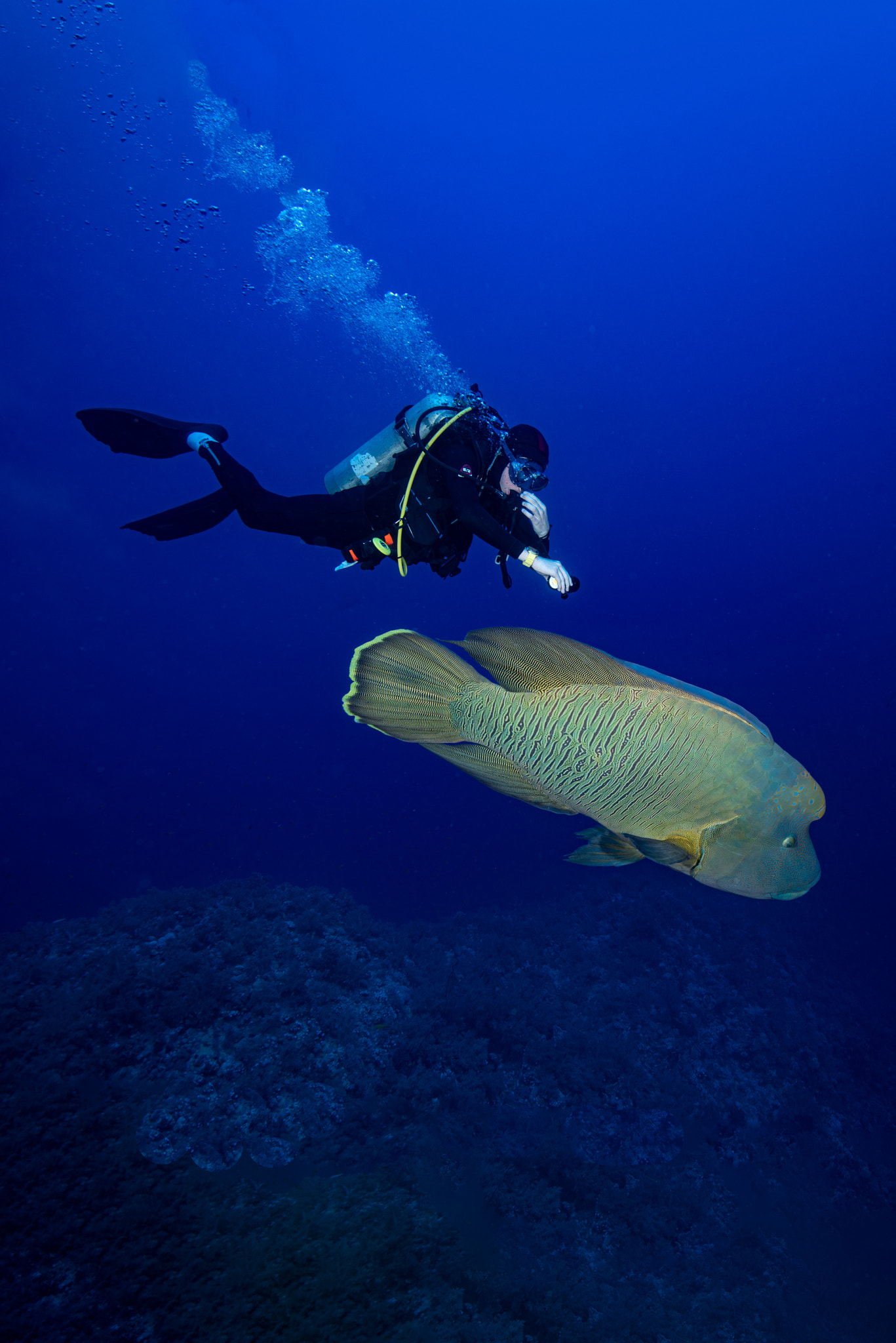 Meeting with a superb Napoleon fish