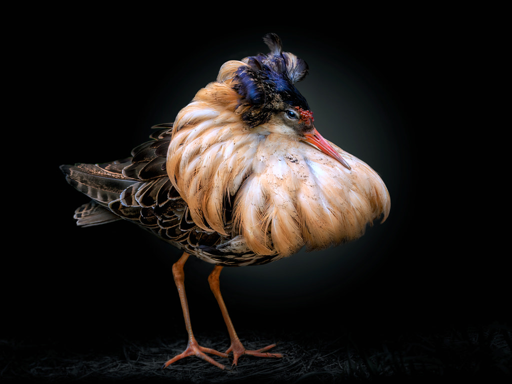 Golden pheasant, Birds, PEDRO JARQUE KREBS · Art photographs · YellowKorner