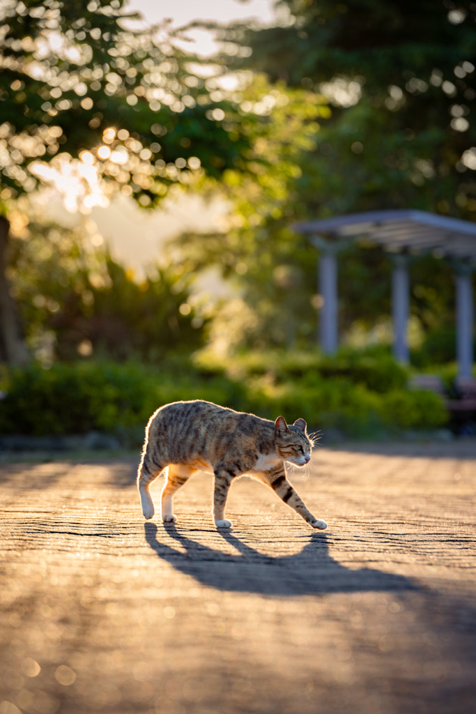 Cat with its shadow by Maggie Lau on 500px.com