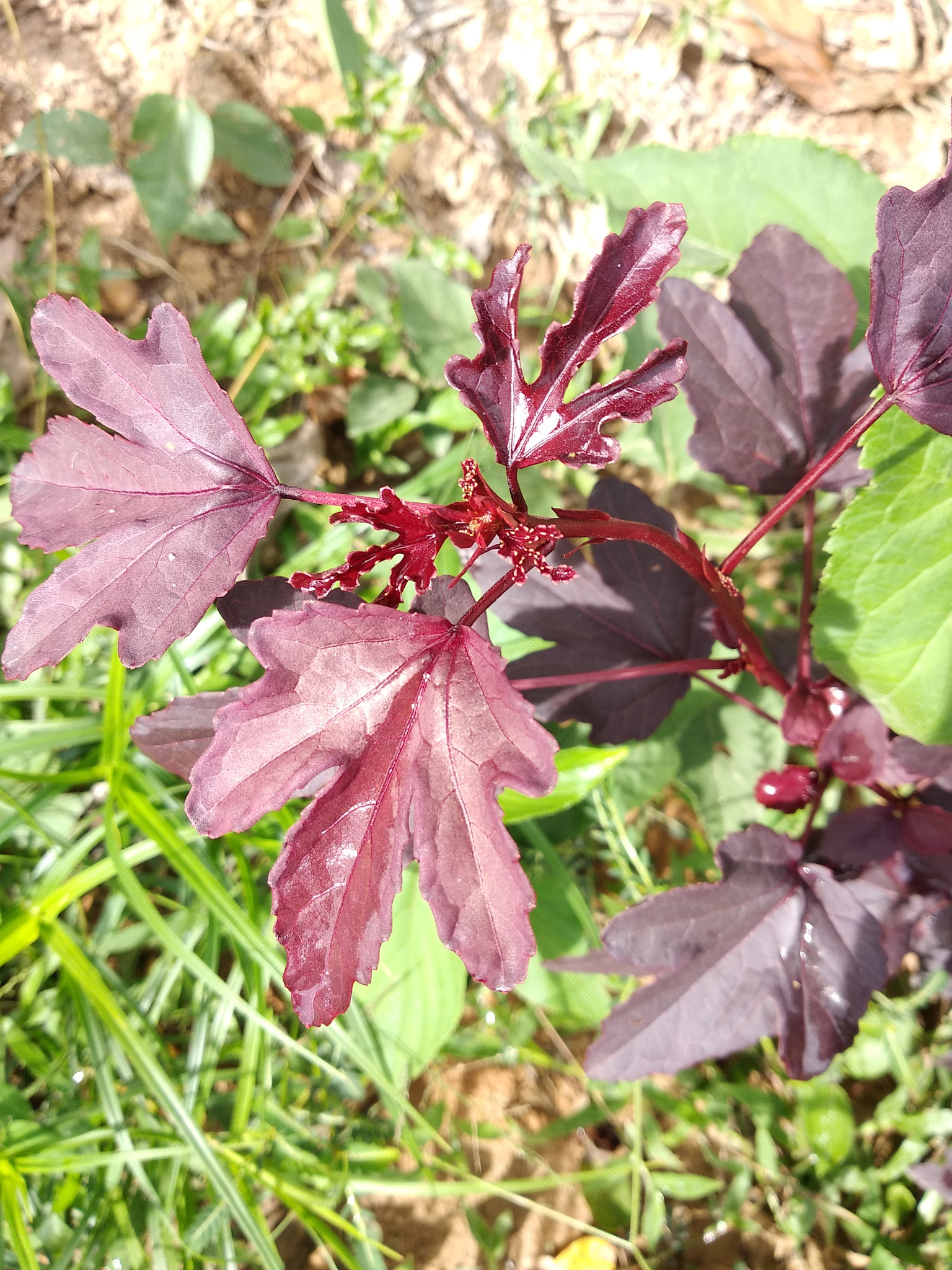 Beautiful weeds meet in the woods