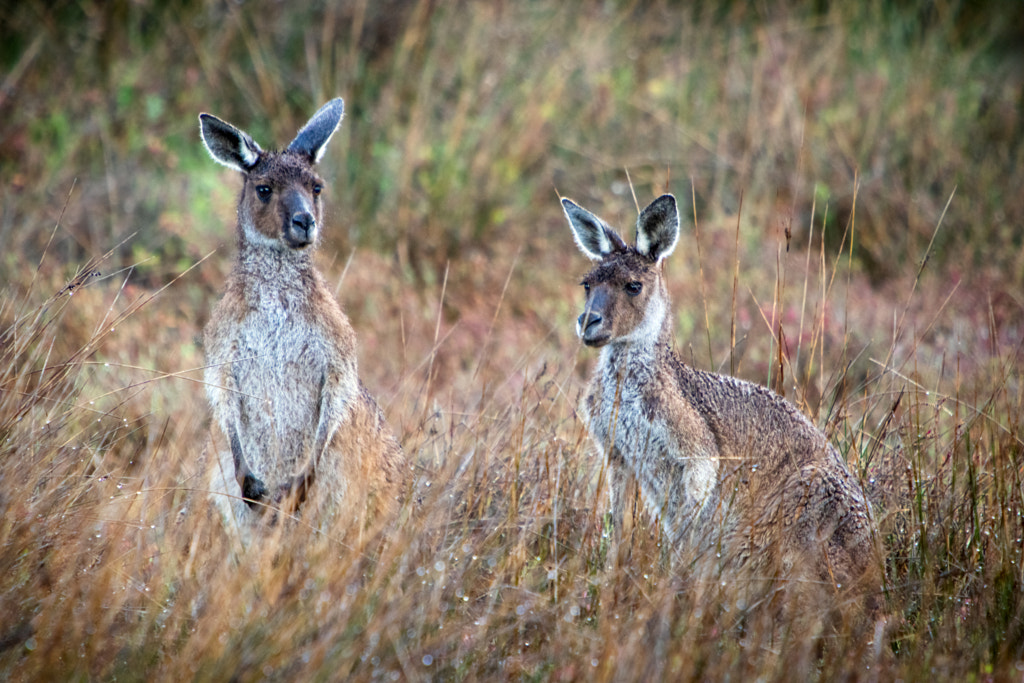 Yongka by Paul Amyes on 500px.com