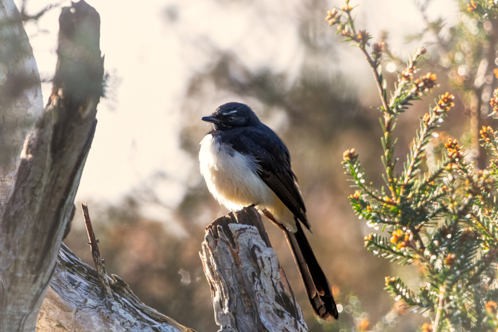 Djidi-djidi by Paul Amyes on 500px.com