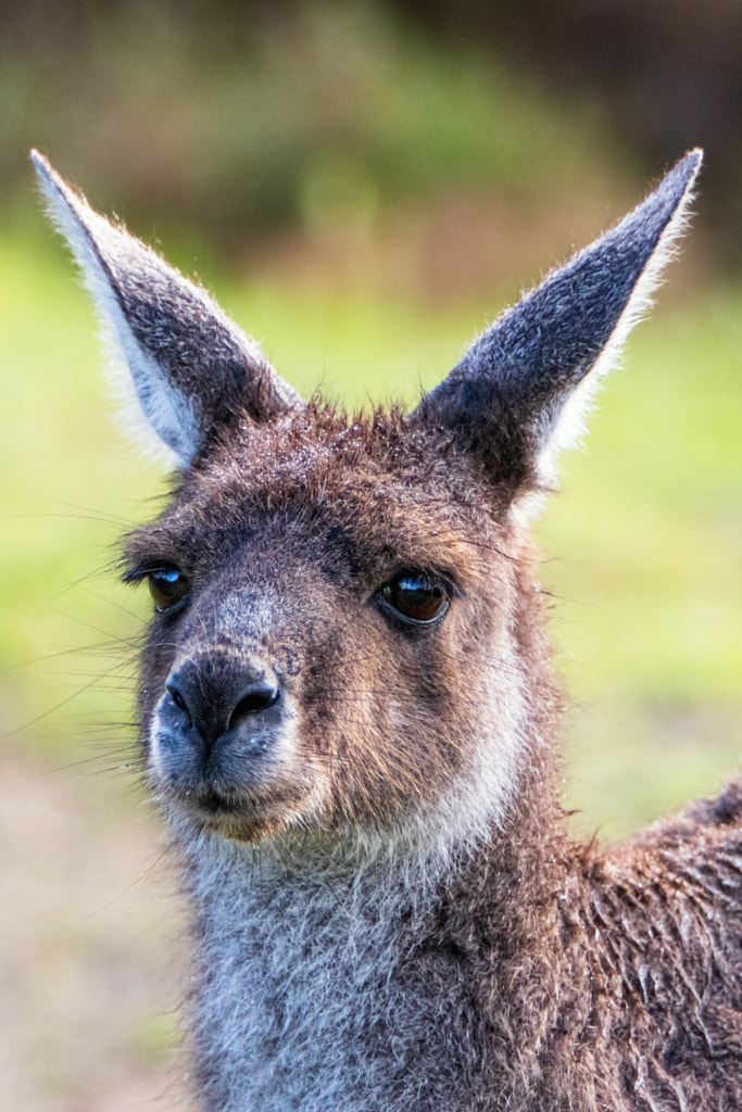 Yongka by Paul Amyes on 500px.com