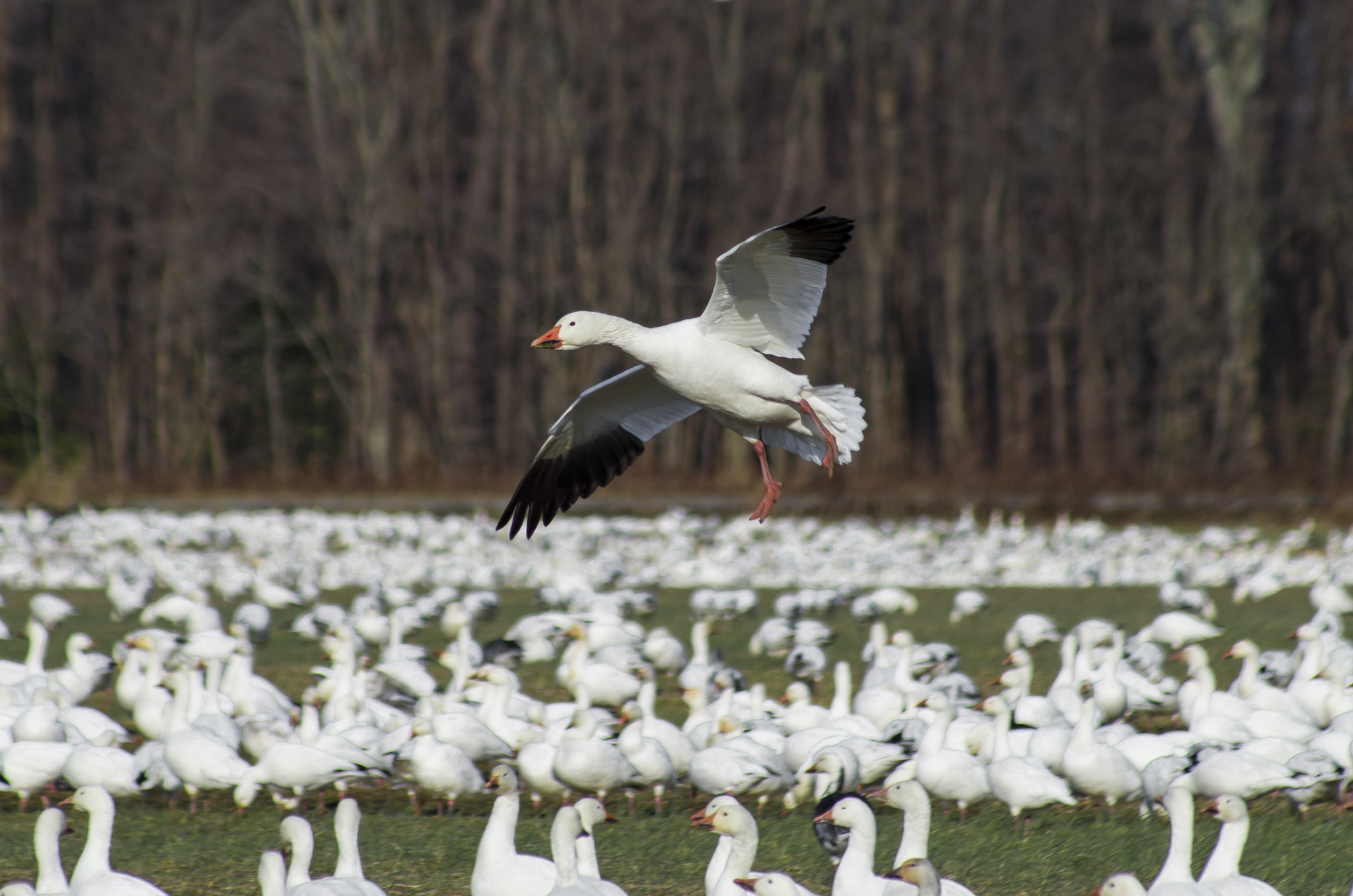 Download Landing Snow Goose by Nishant Carr / 500px