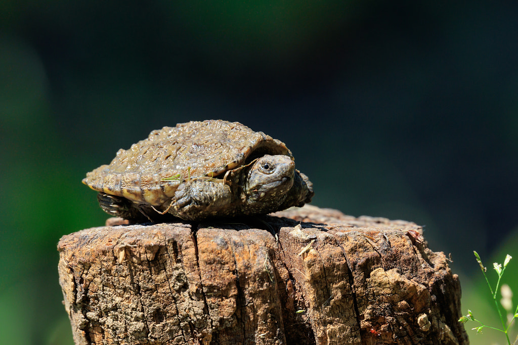 Baby Alligator Snapper by Chris McNeill on 500px.com