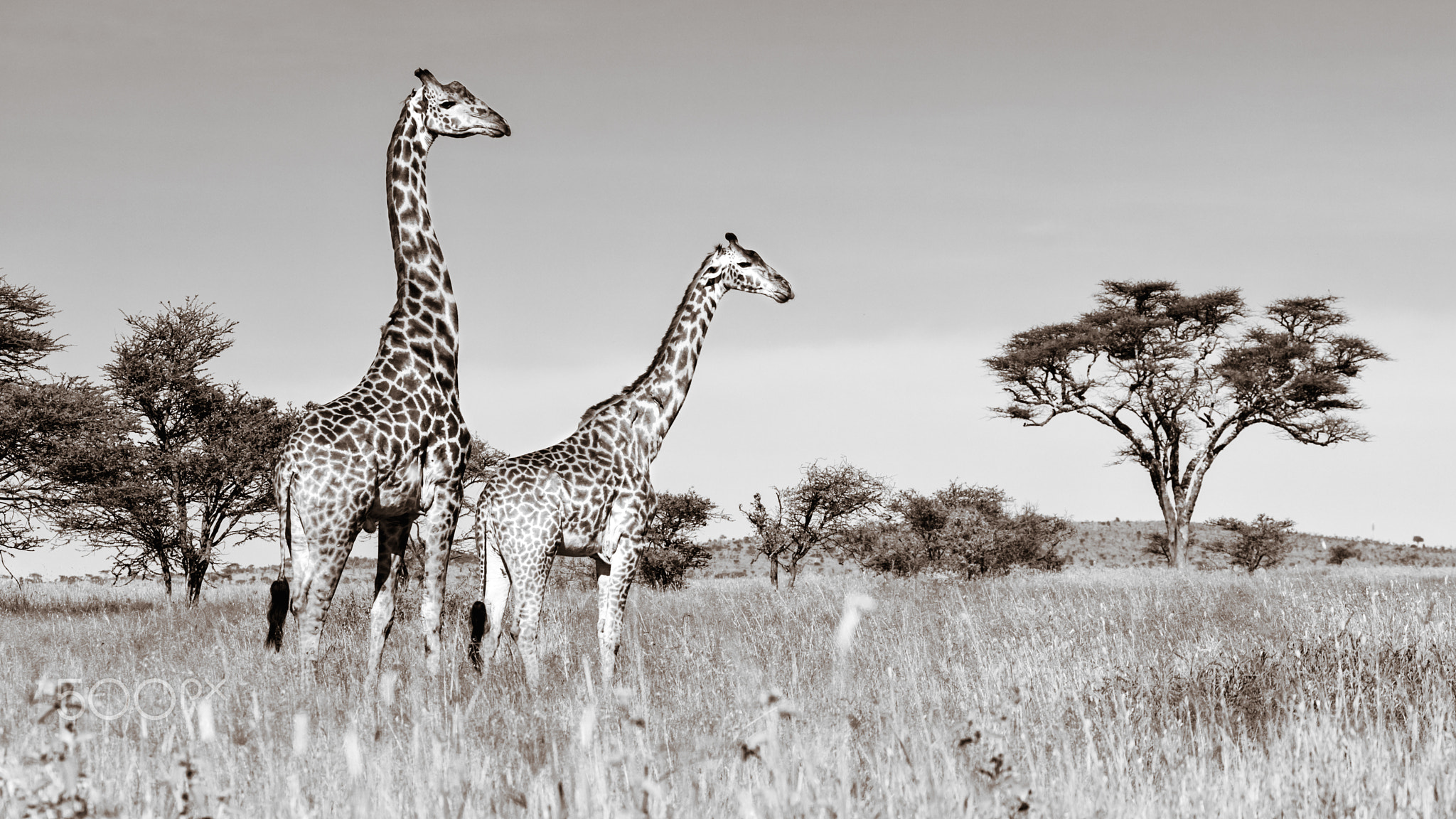 Overlooking the Savana