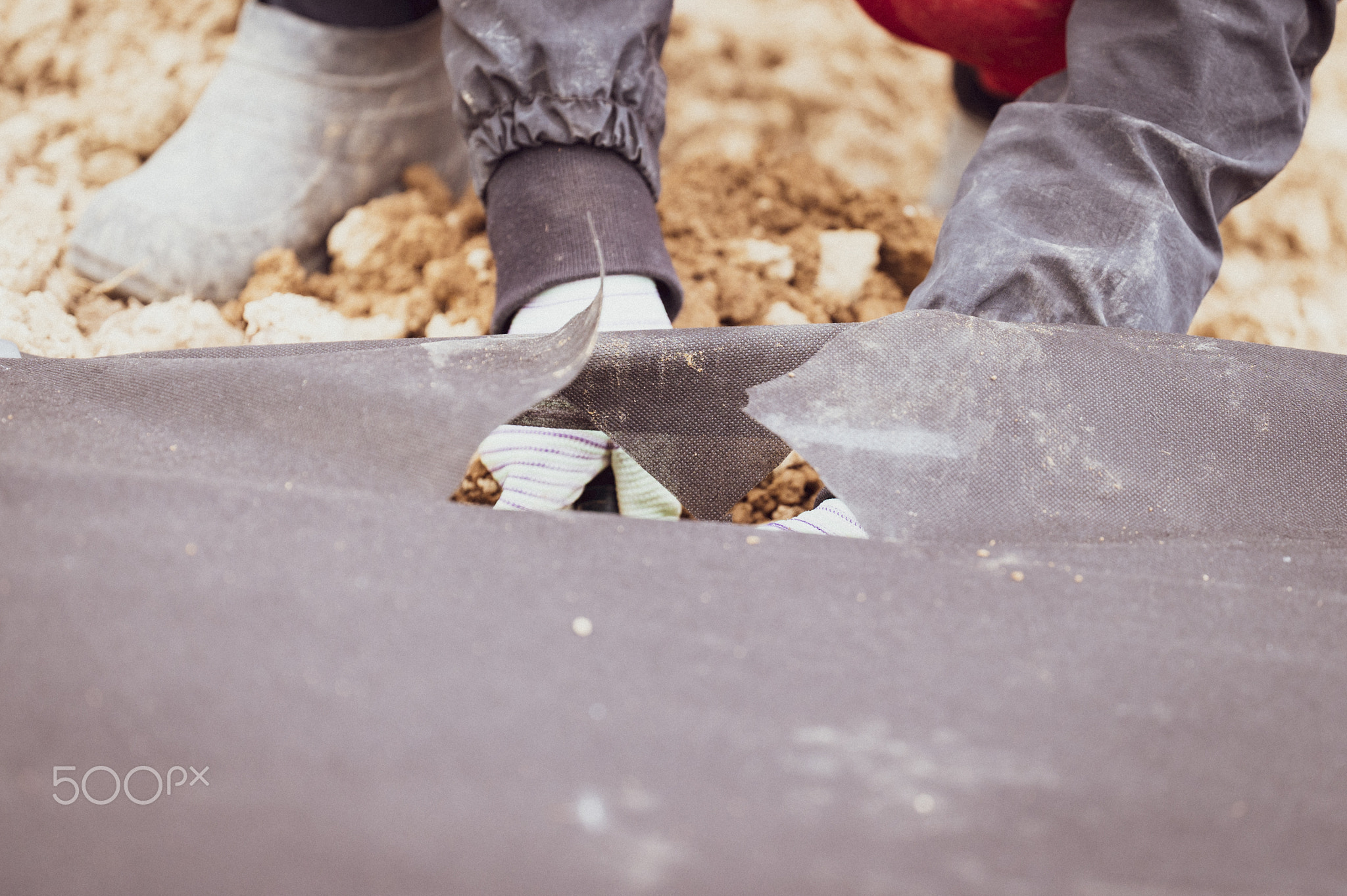 A worker in the field digs a hole under the agrofibre for later planting a plant there.