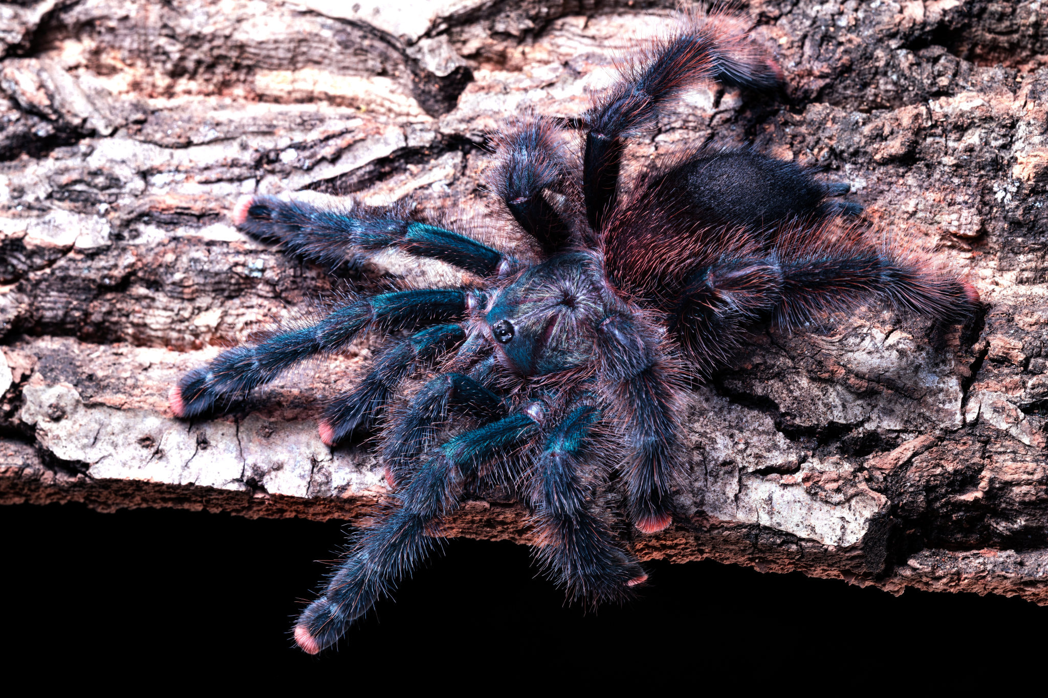 蜘蛛貝 蜘蛛螺屬- 維基百科，自由的百科全書