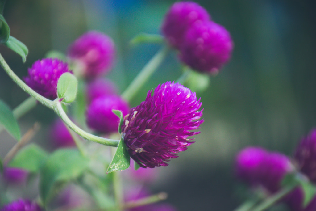 Gomphrena Haageana by L's on 500px.com