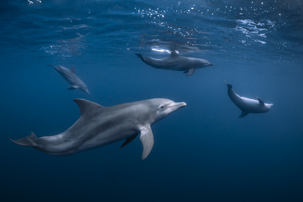 Gang de dauphins par Gabriel Barathieu sur 500px.com