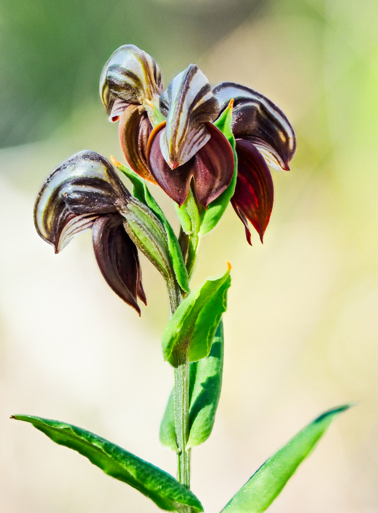 Dark Banded Greenhood by Paul Amyes on 500px.com