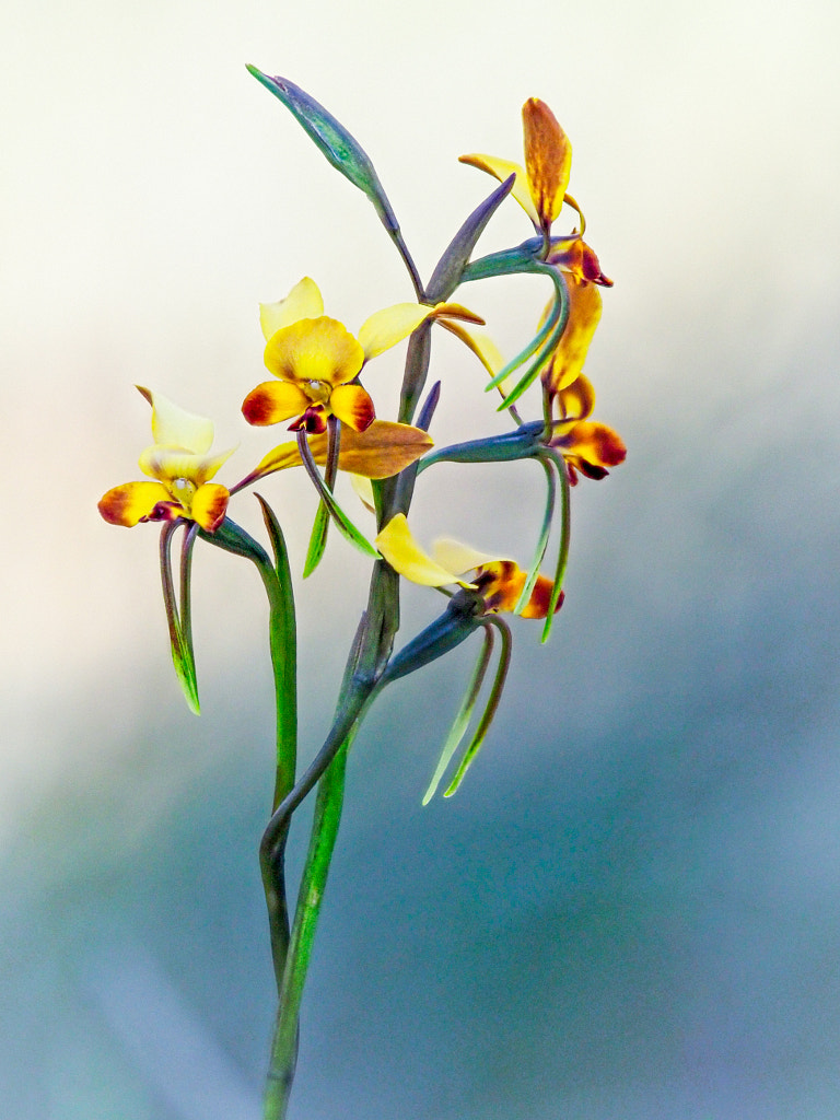Winter Donkey Orchid by Paul Amyes on 500px.com