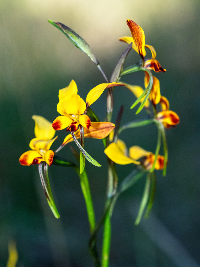 Winter Donkey Orchid by Paul Amyes on 500px.com