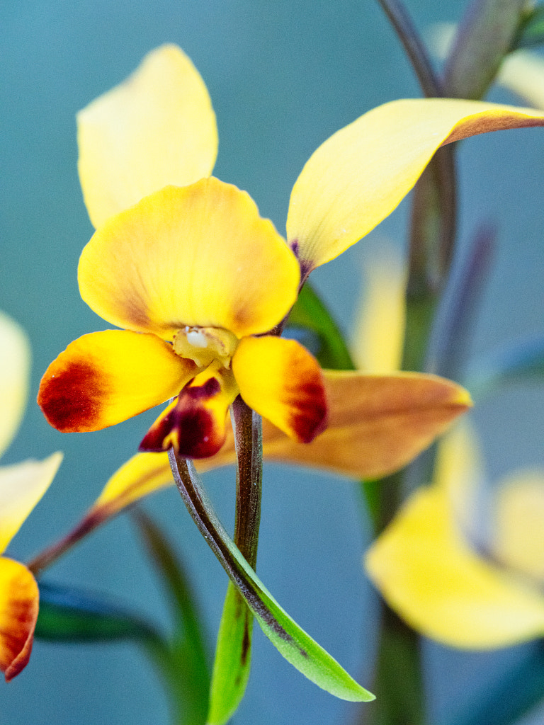 Winter Donkey Orchid by Paul Amyes on 500px.com