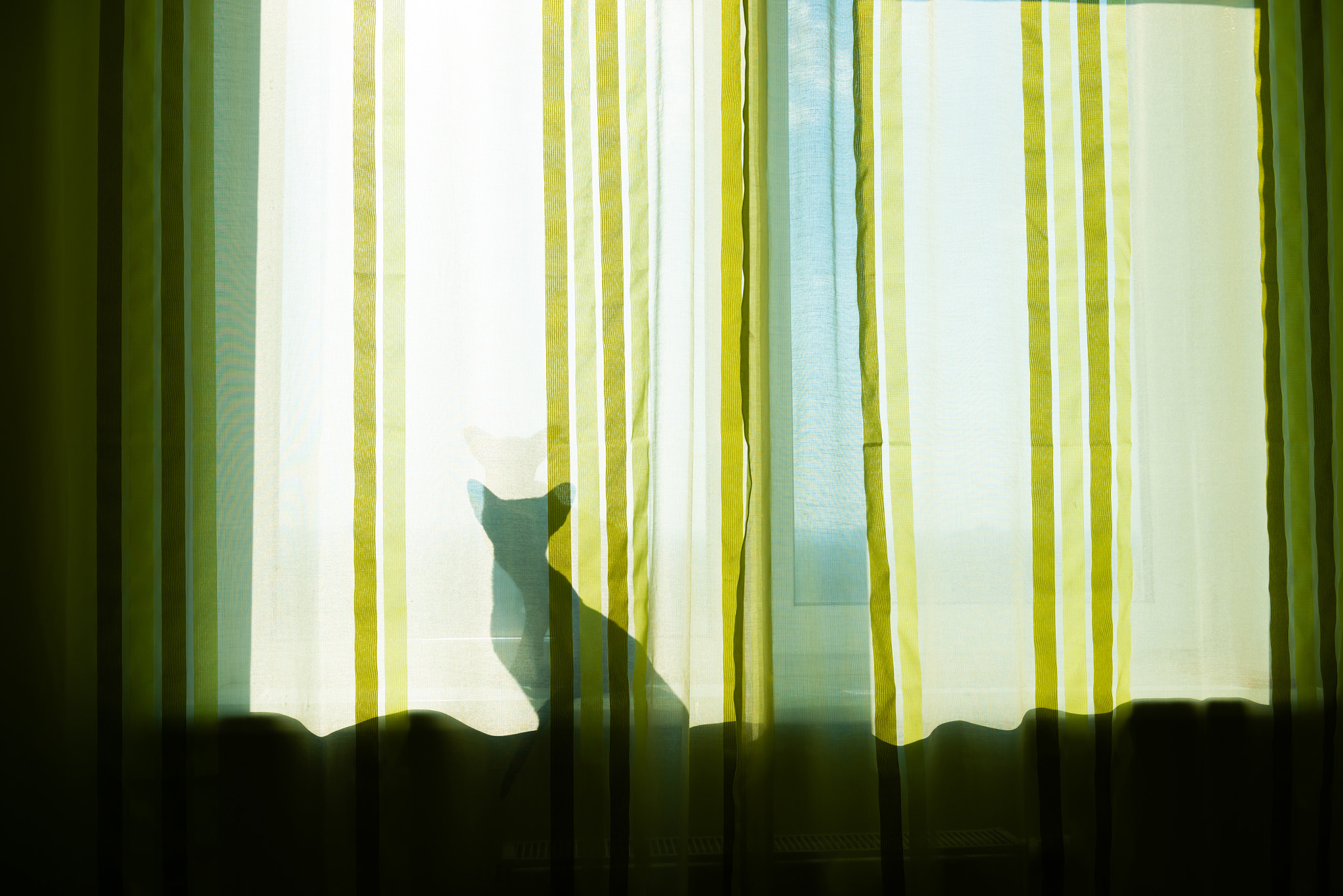 Black cat shadow on window