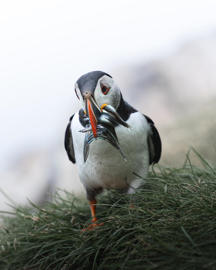 Fish delivery! by Victor-Emanuel De Coen on 500px.com