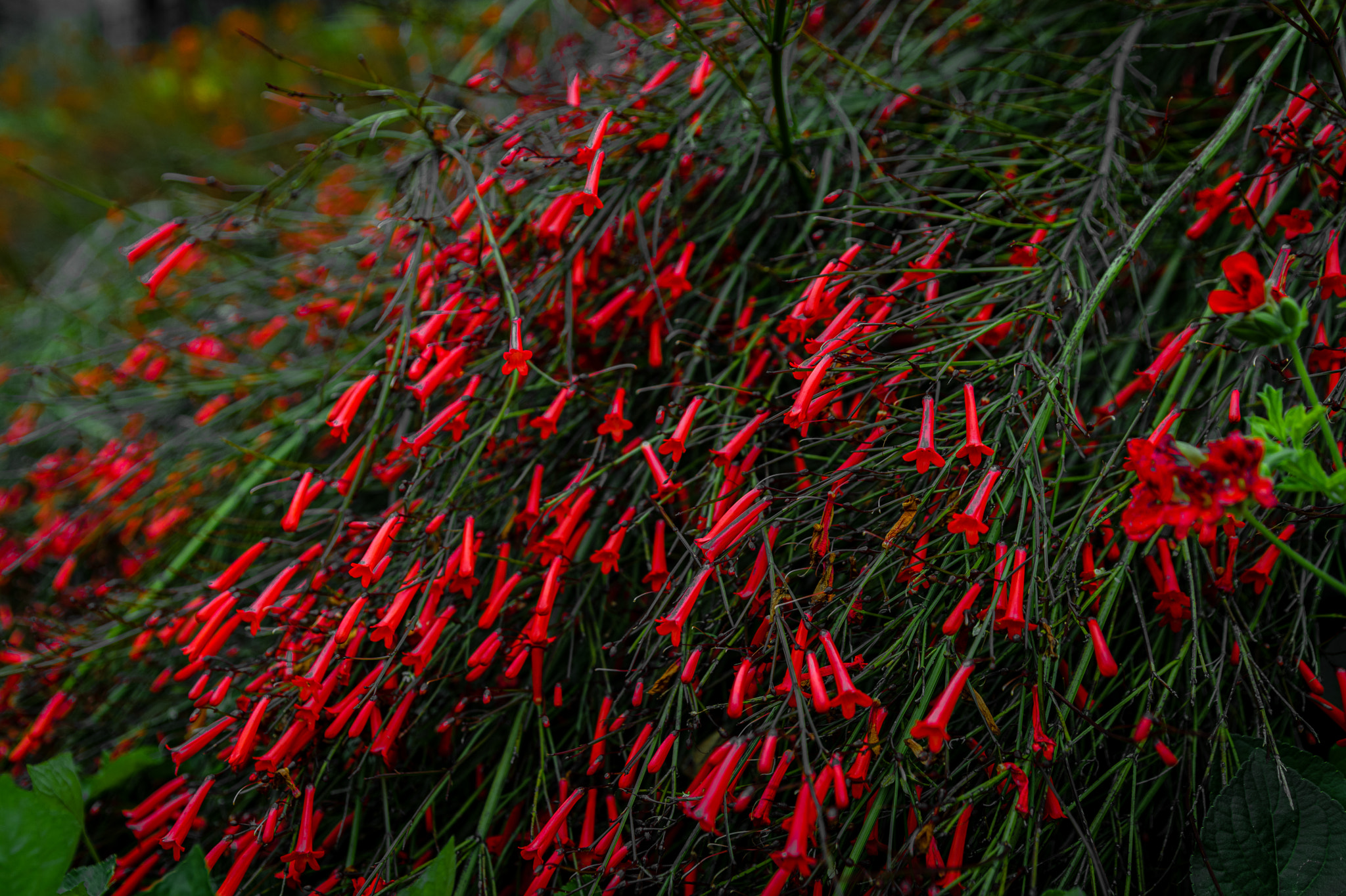 Russelia equisetiformis, the fountainbush