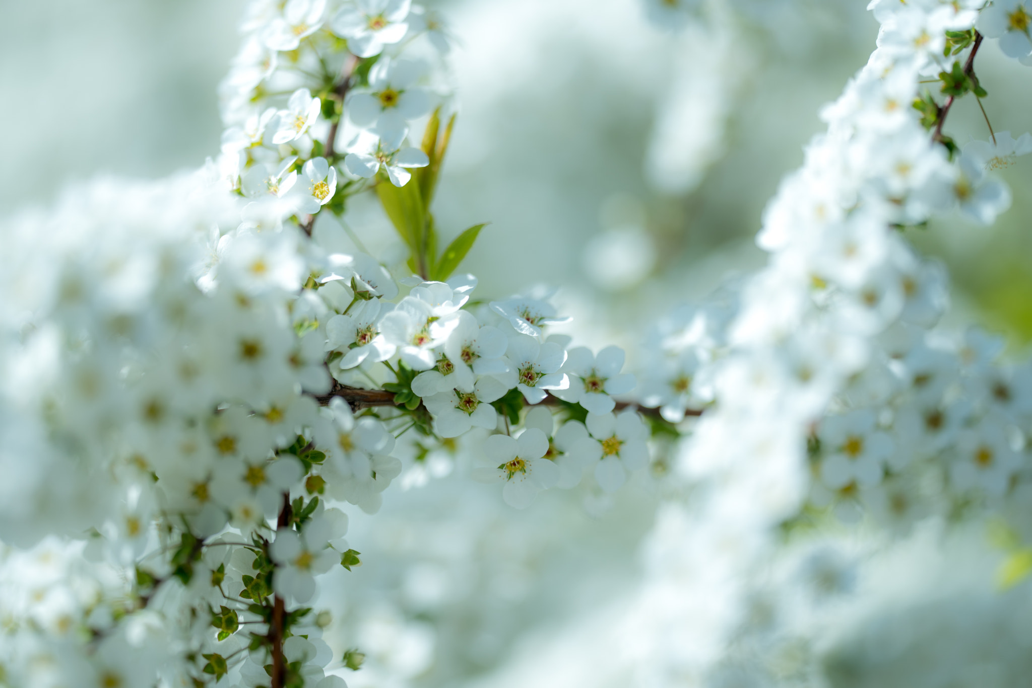 Spiraea