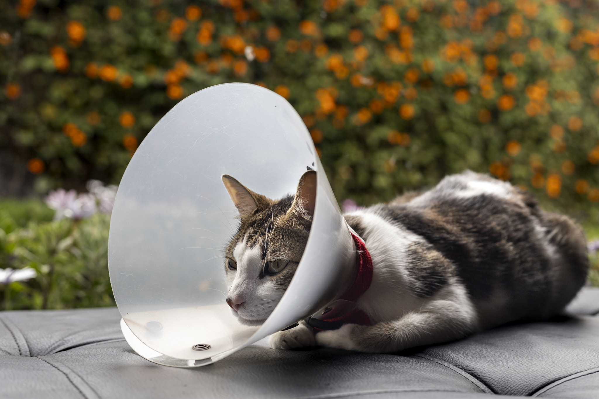 Sick cat with a plastic collar on its head to prevent the cat from licking a wound