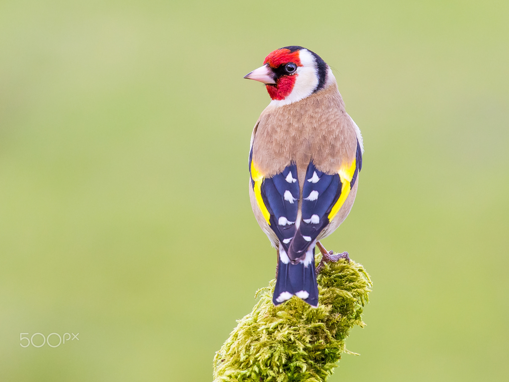 Goldfinch (Carduelis carduelis)