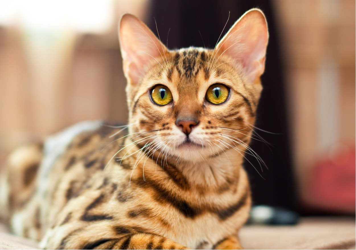 Bengal cat adoption near sales me