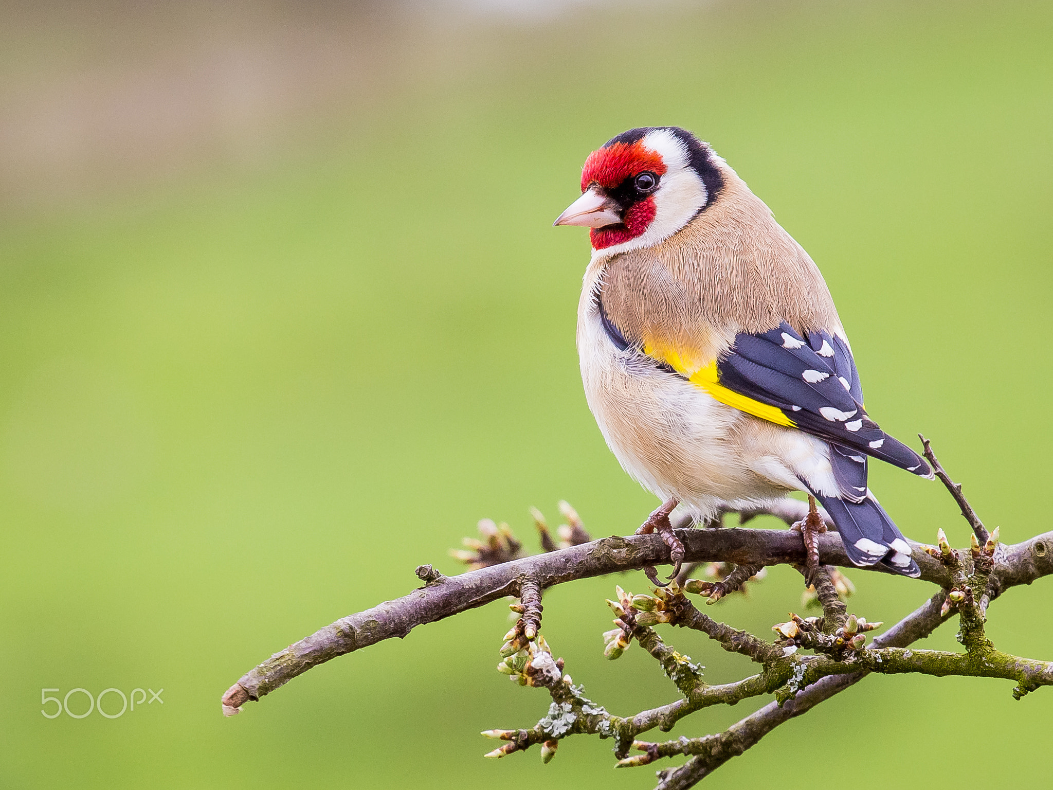 Goldfinch