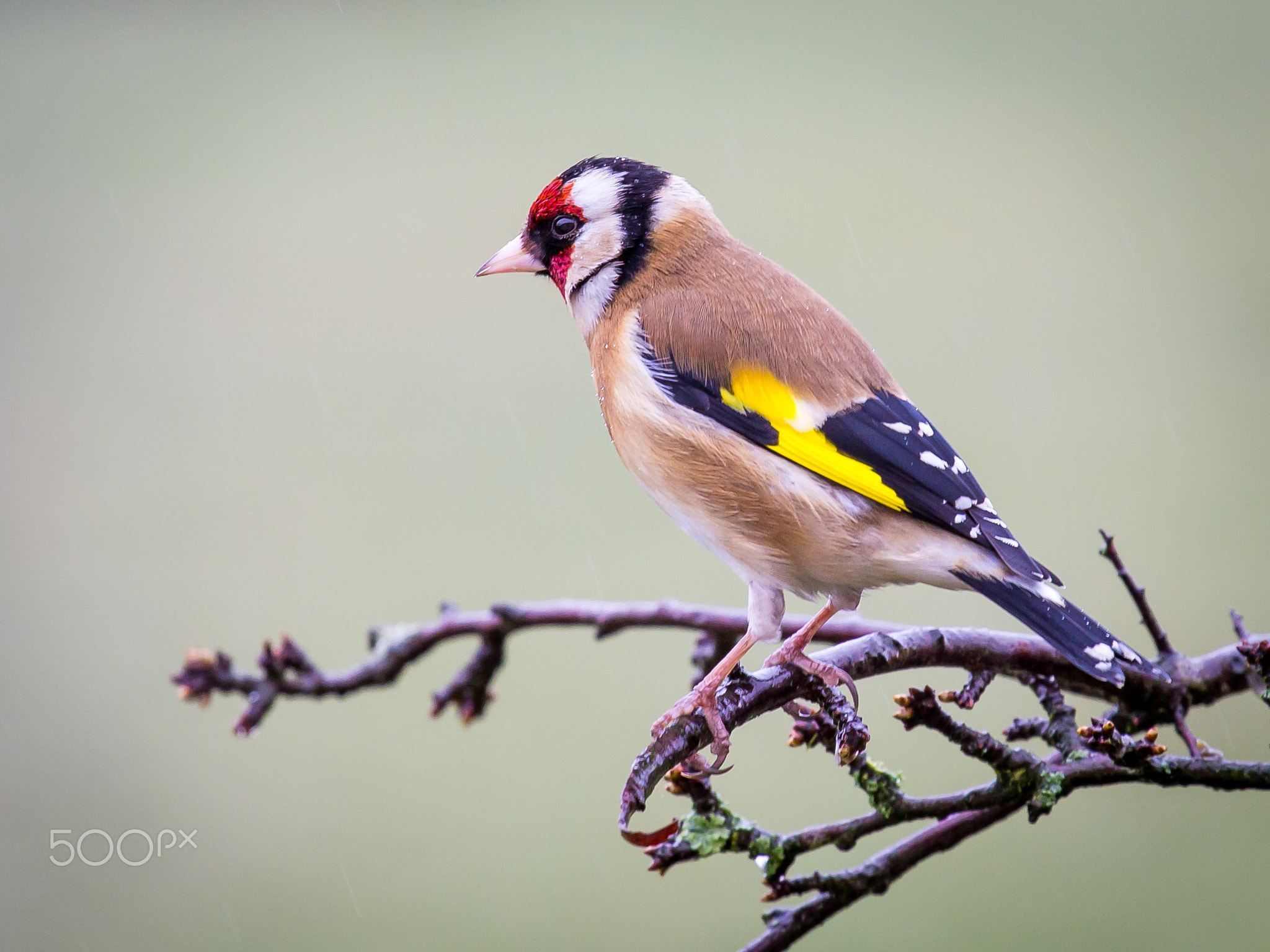 Goldfinch