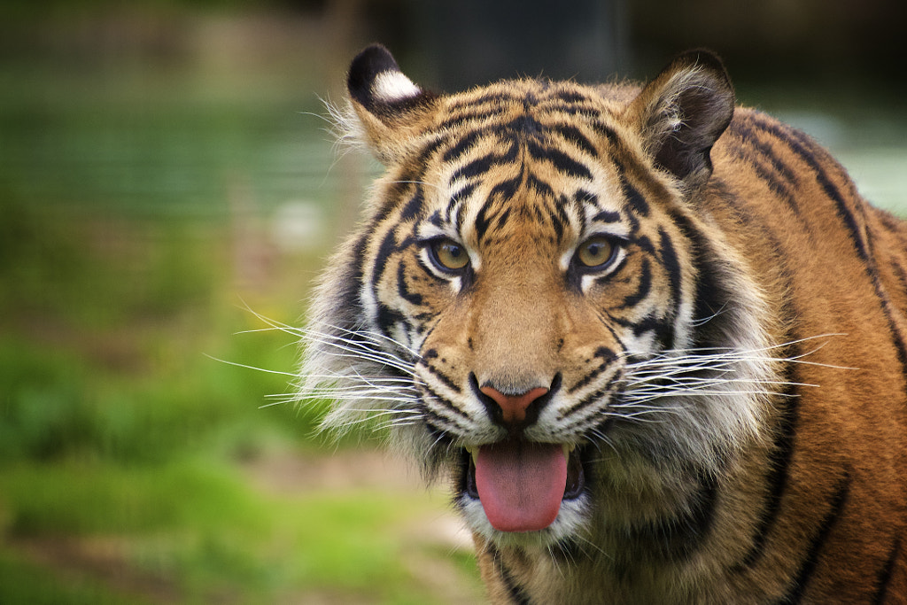 Tiger Tongue Facts For Sensory Capabilities