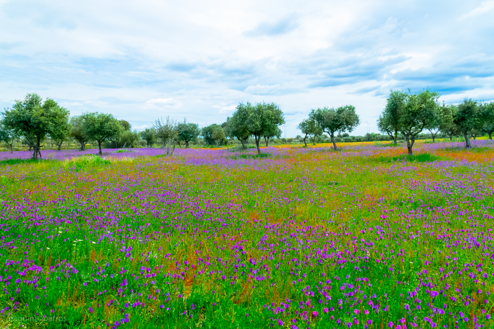 flores do campo