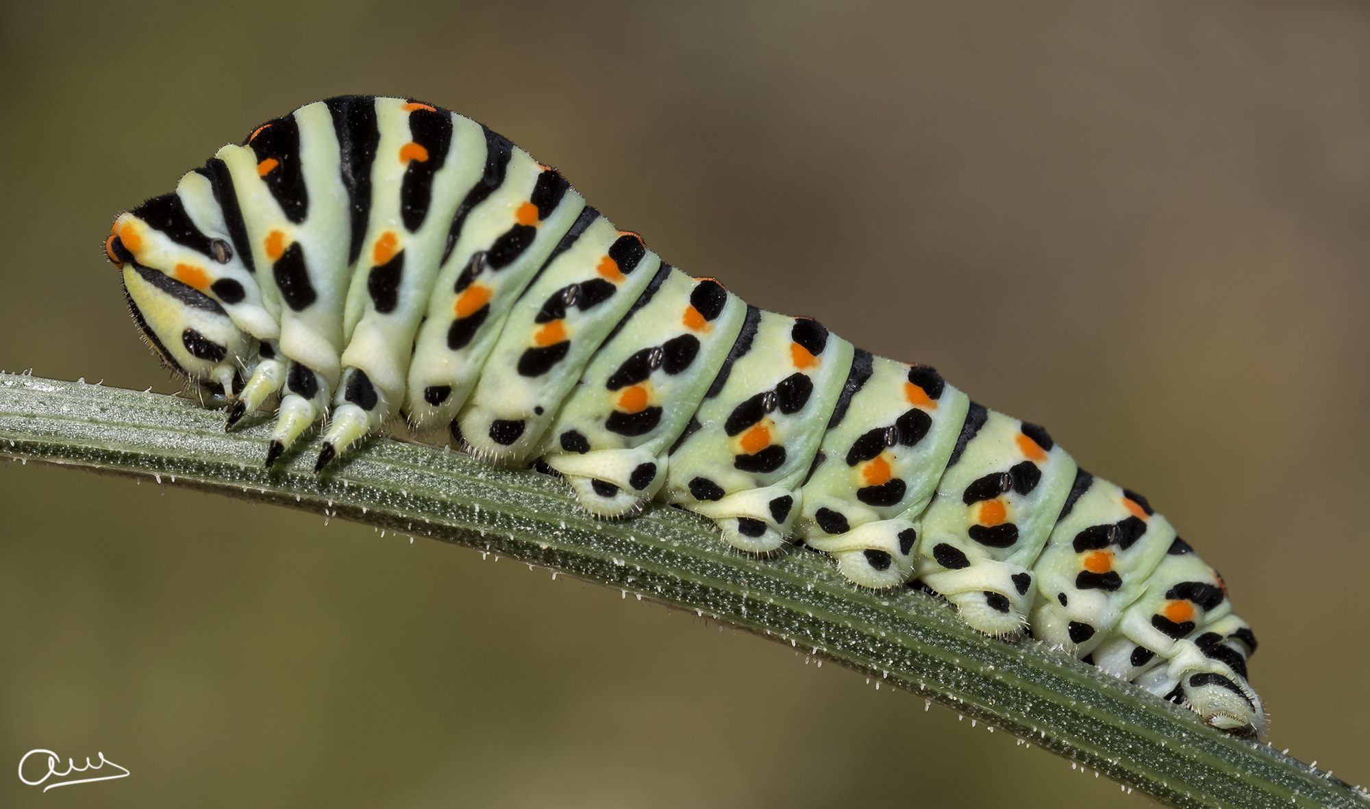 Canon MP-E 65mm F2.5 1-5x Macro Photo sample photo. Oruga mariposa macaon photography