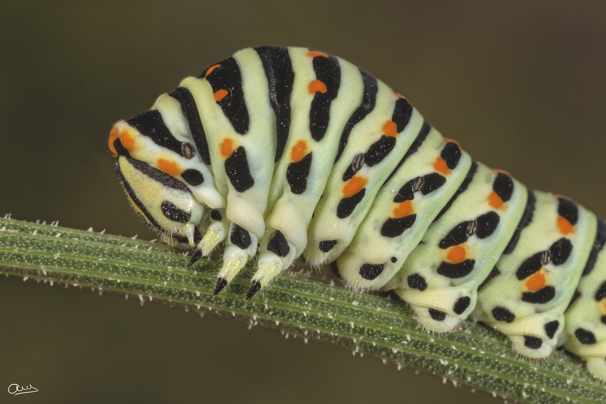 Canon MP-E 65mm F2.5 1-5x Macro Photo sample photo. Oruga mariposa macaon photography