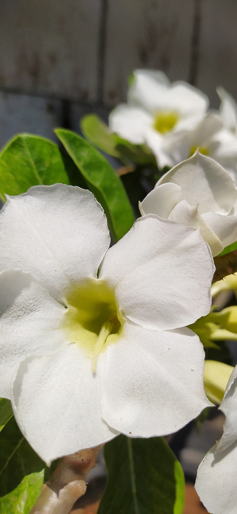 white cambodia flower
