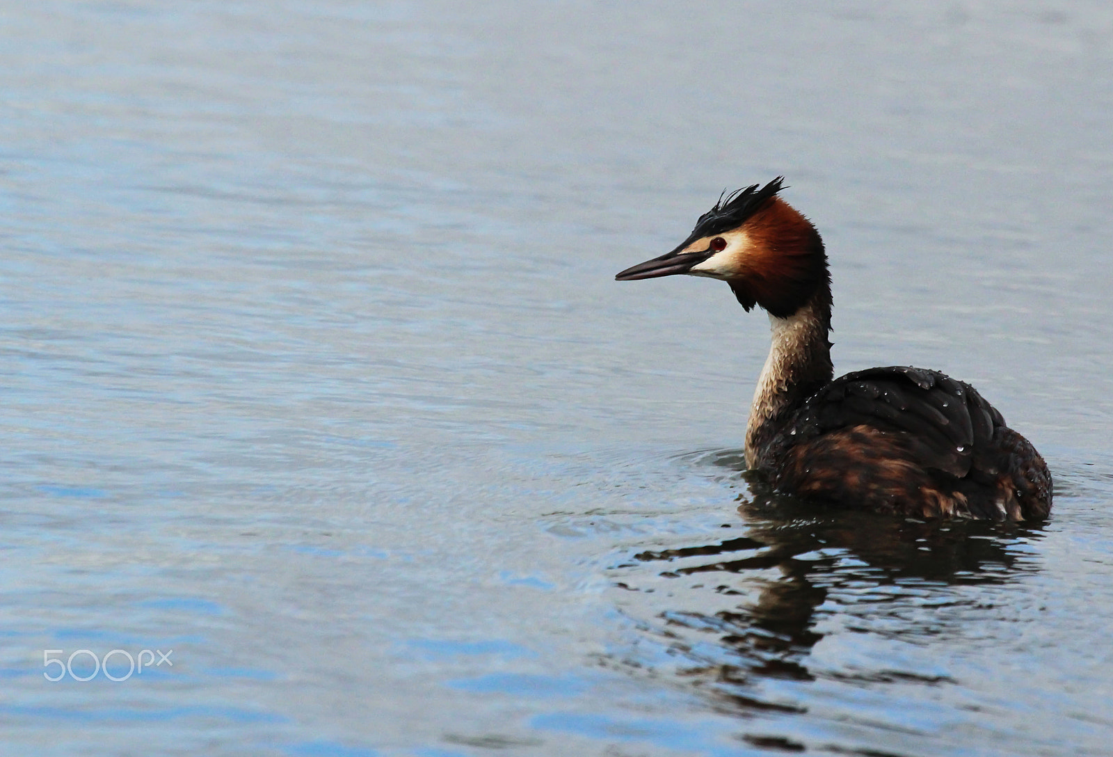 Canon EF 100-400mm F4.5-5.6L IS USM sample photo