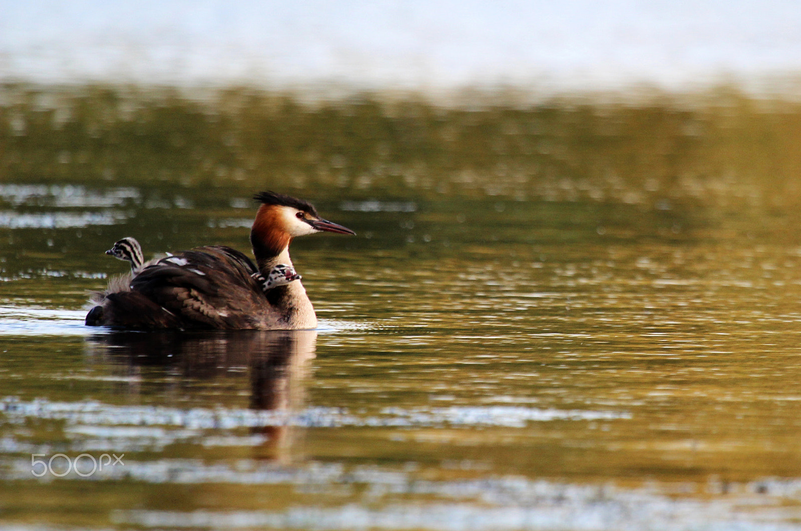 Canon EF 100-400mm F4.5-5.6L IS USM sample photo