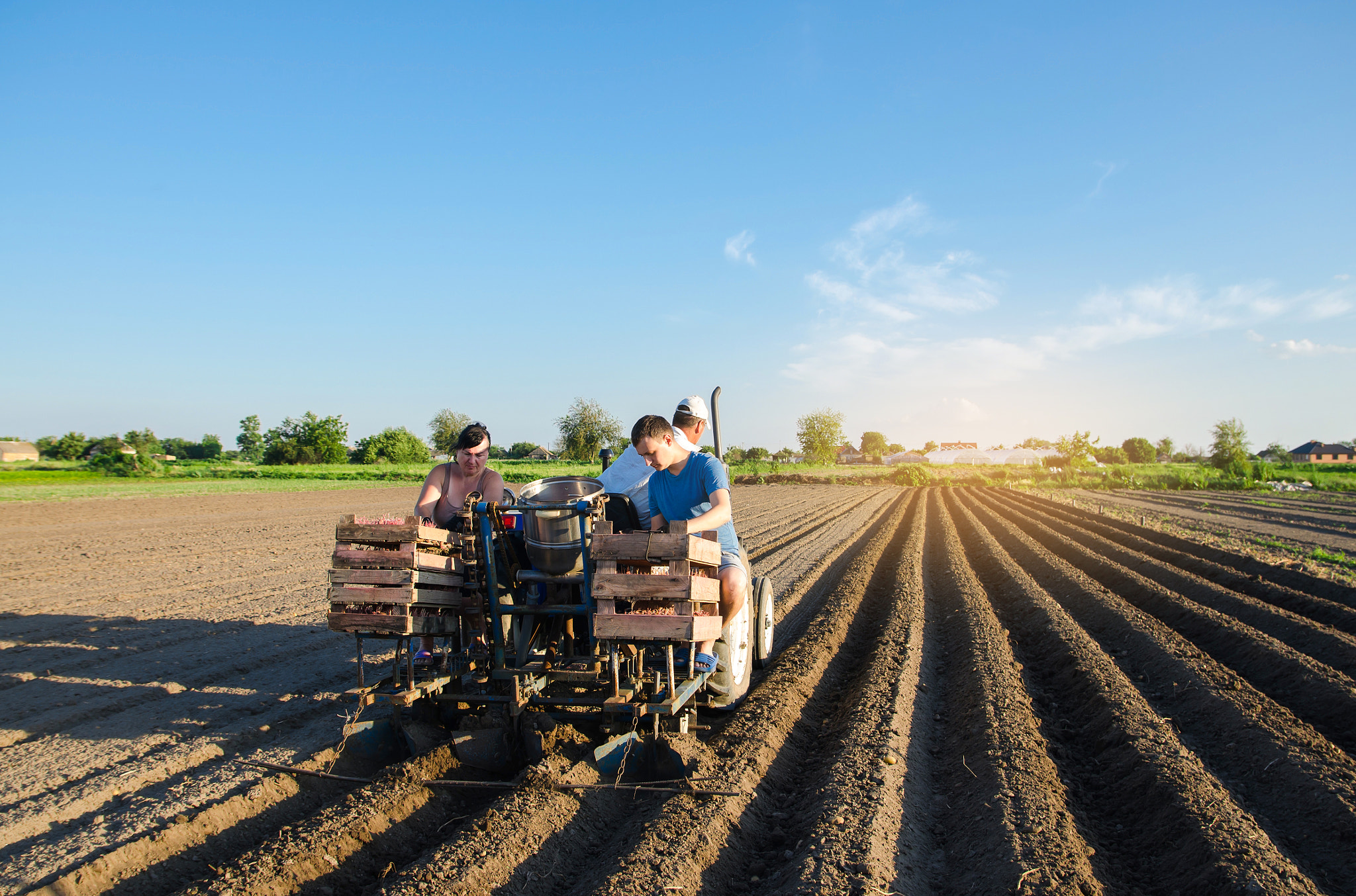 Planting machine operators plant potatoes. Automation of the process of planting potato seeds. High 