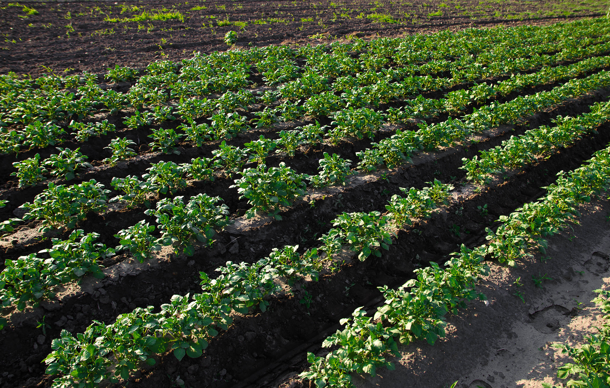 Rows of potato bushes on a farm plantation. Agribusiness organic farming. Agriculture and agro indus