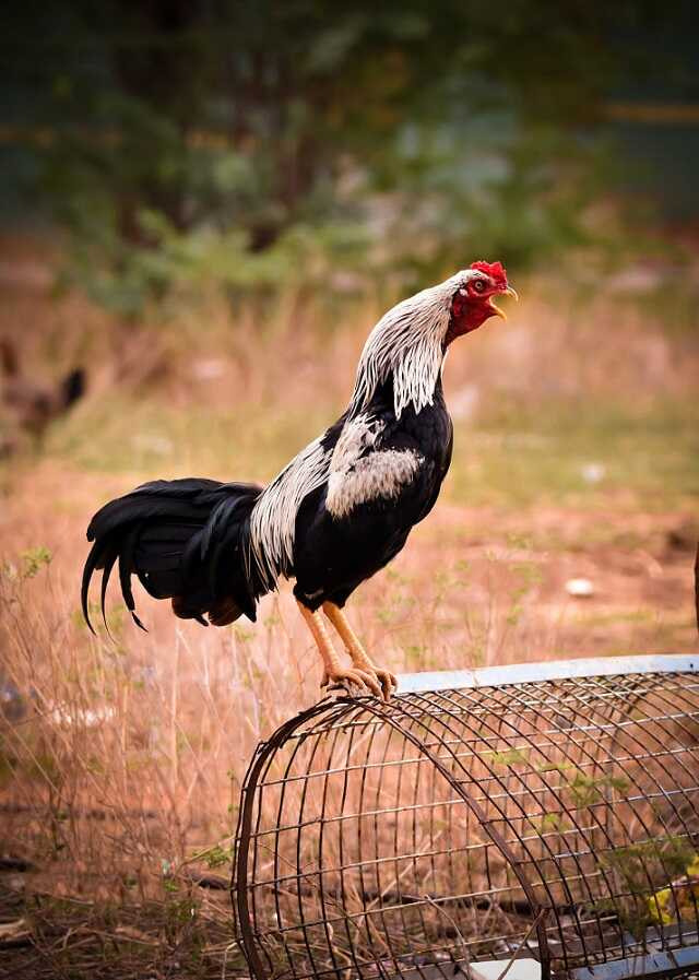 Gà Đòn Khánh Hoà Vương